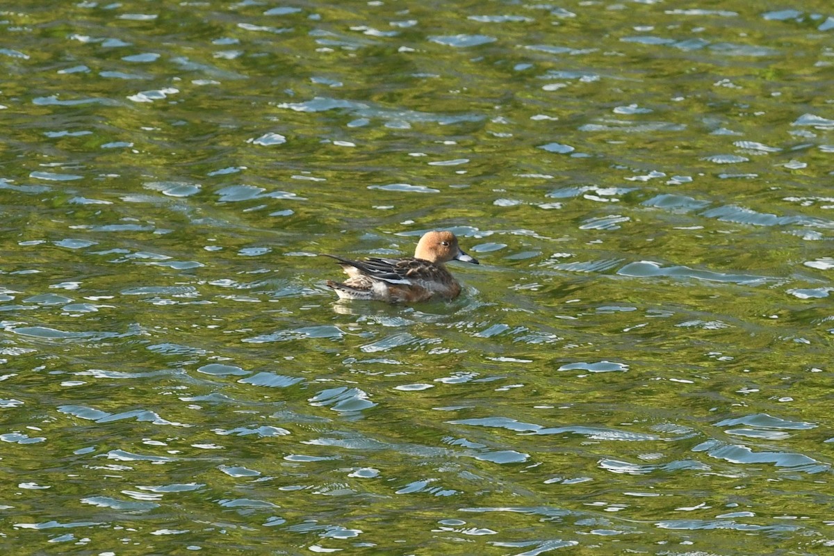 Fischione - ML644918704