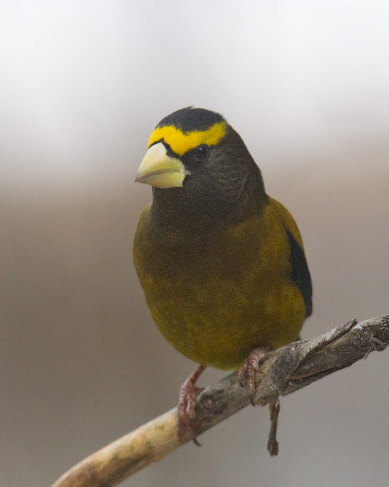 Evening Grosbeak - ML644918707