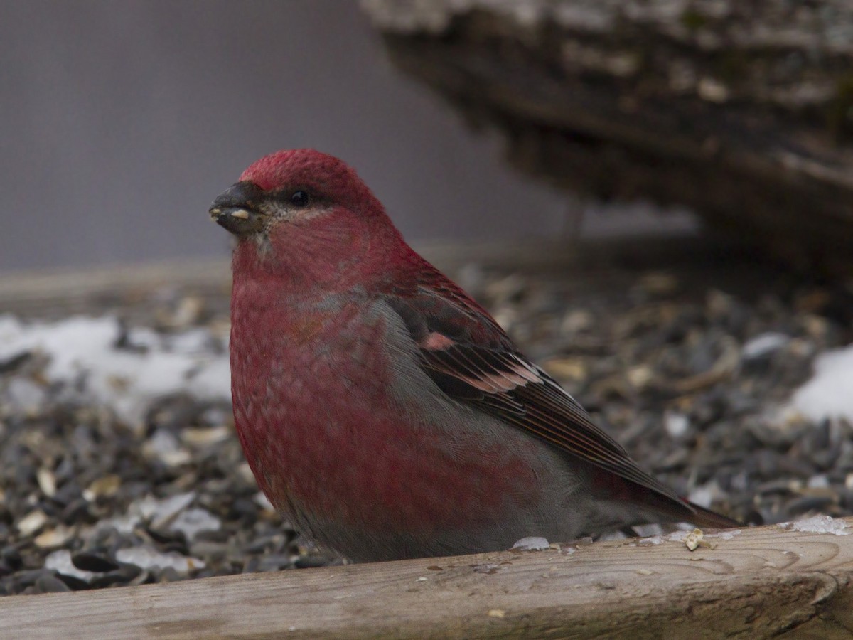 Pine Grosbeak - ML644918715