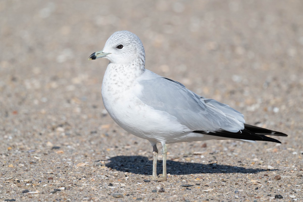 Ring-billed Gull - ML644918723