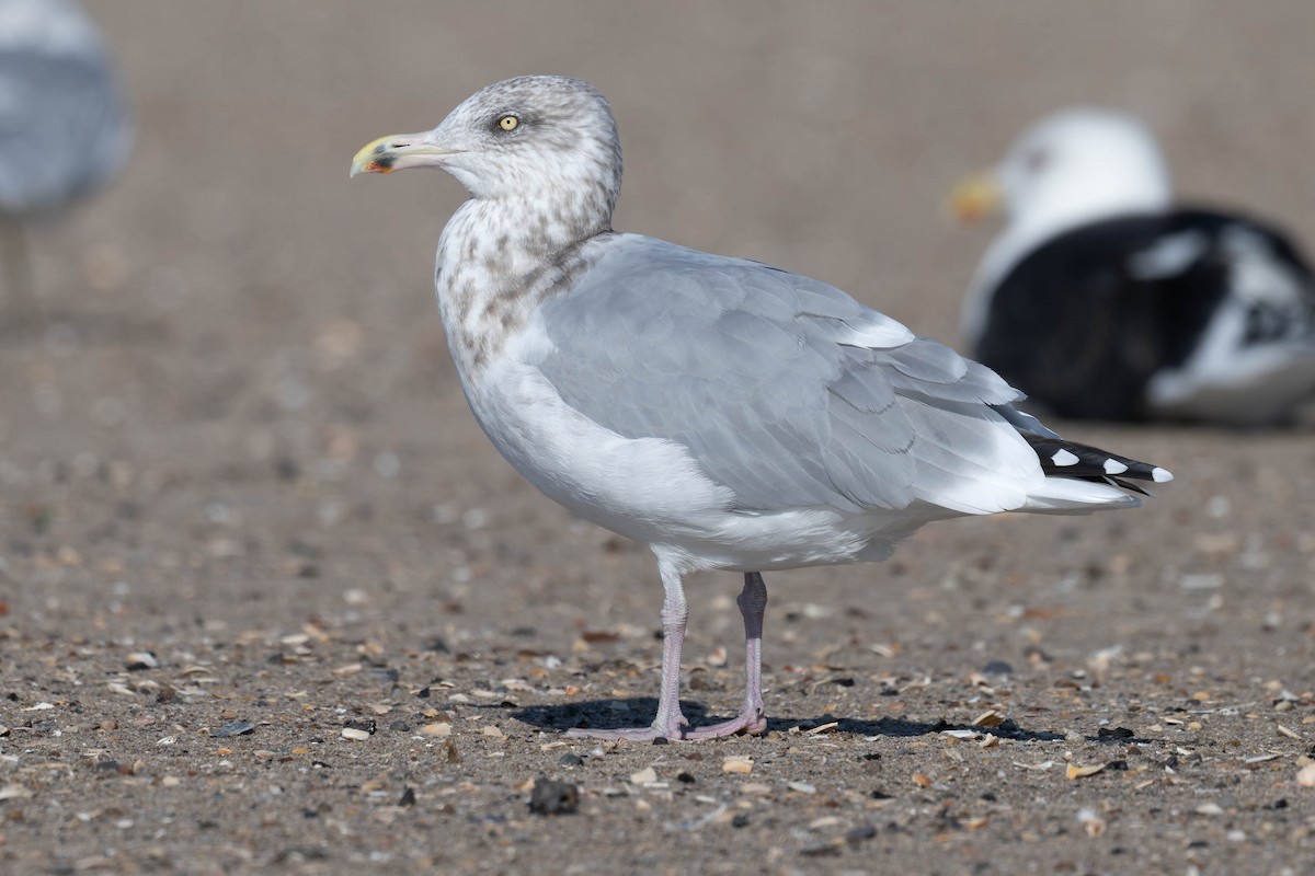 American Herring Gull - ML644918724
