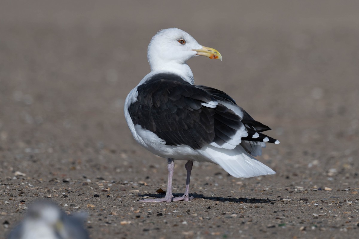 racek mořský - ML644918726