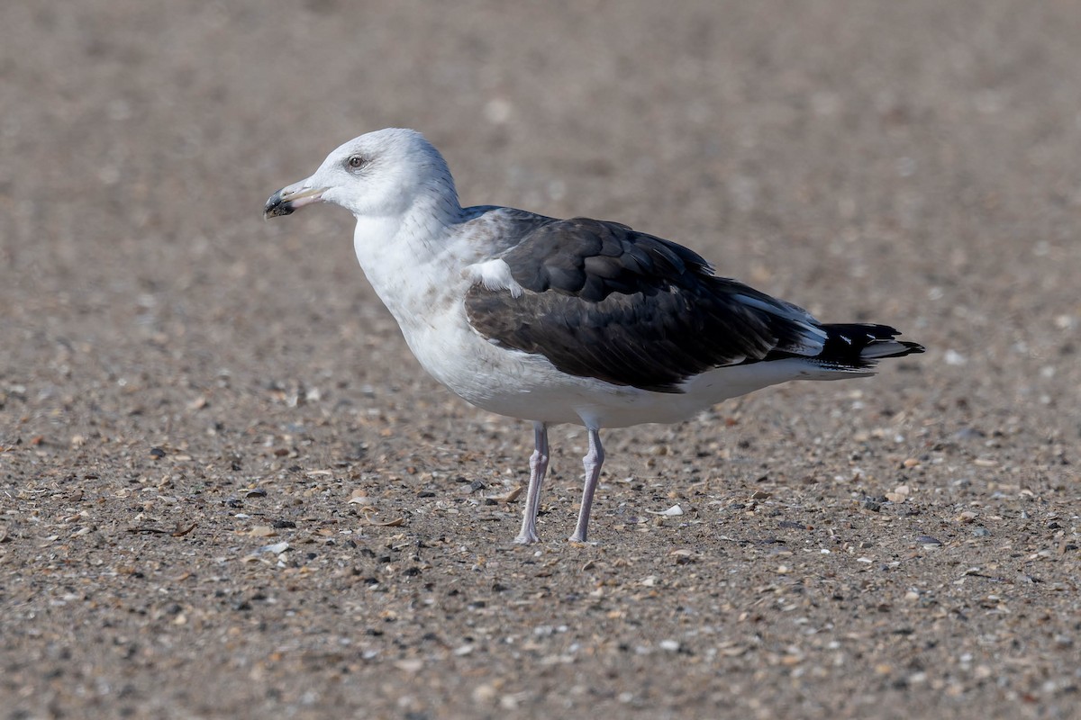 racek mořský - ML644918727