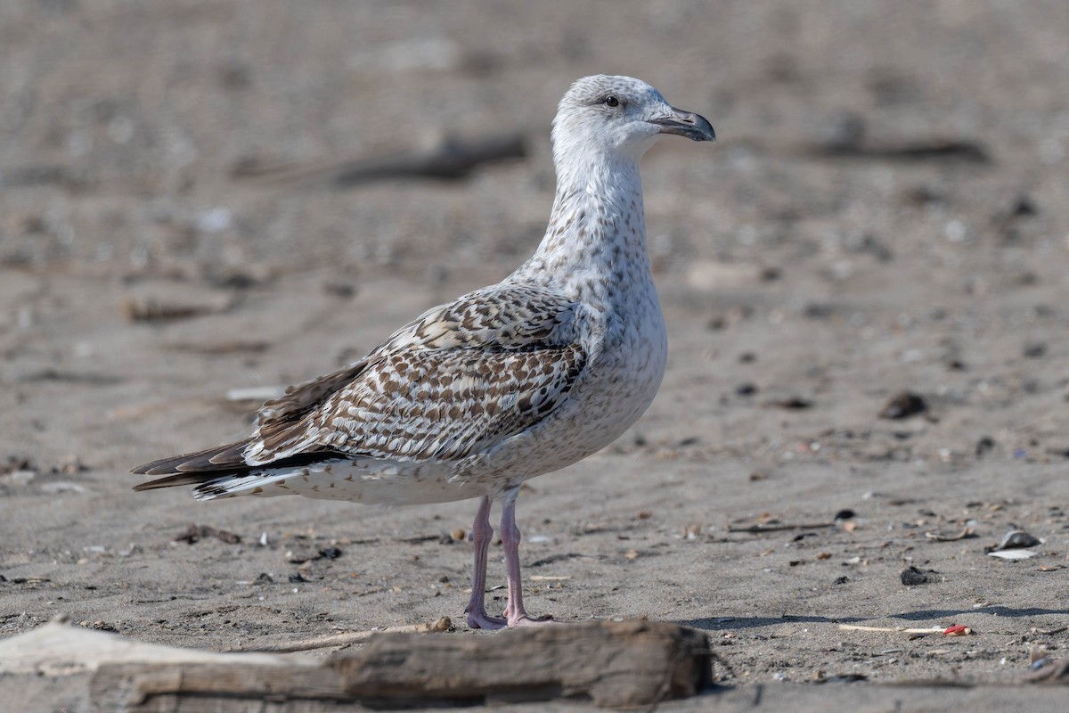 racek mořský - ML644918728