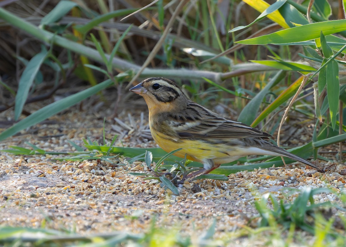 strnad obojkový - ML644918730