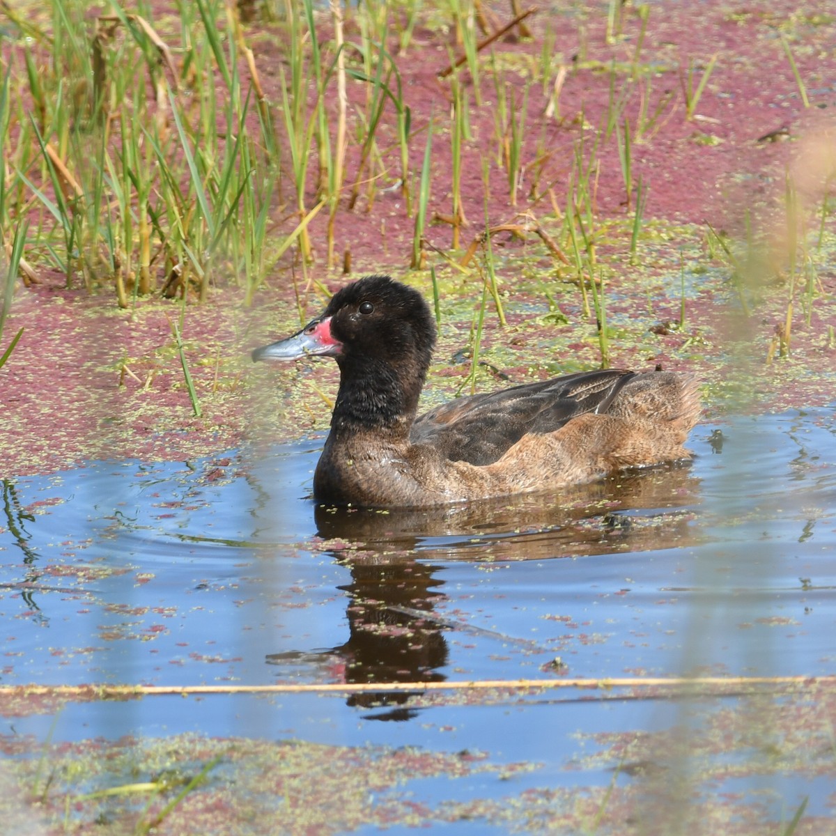 Черноголовая утка - ML644918731