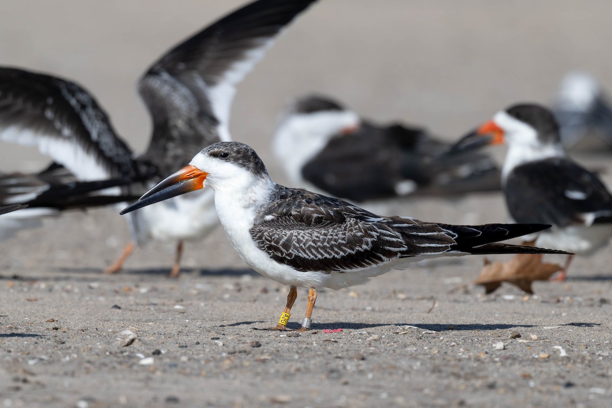 Black Skimmer - ML644918737