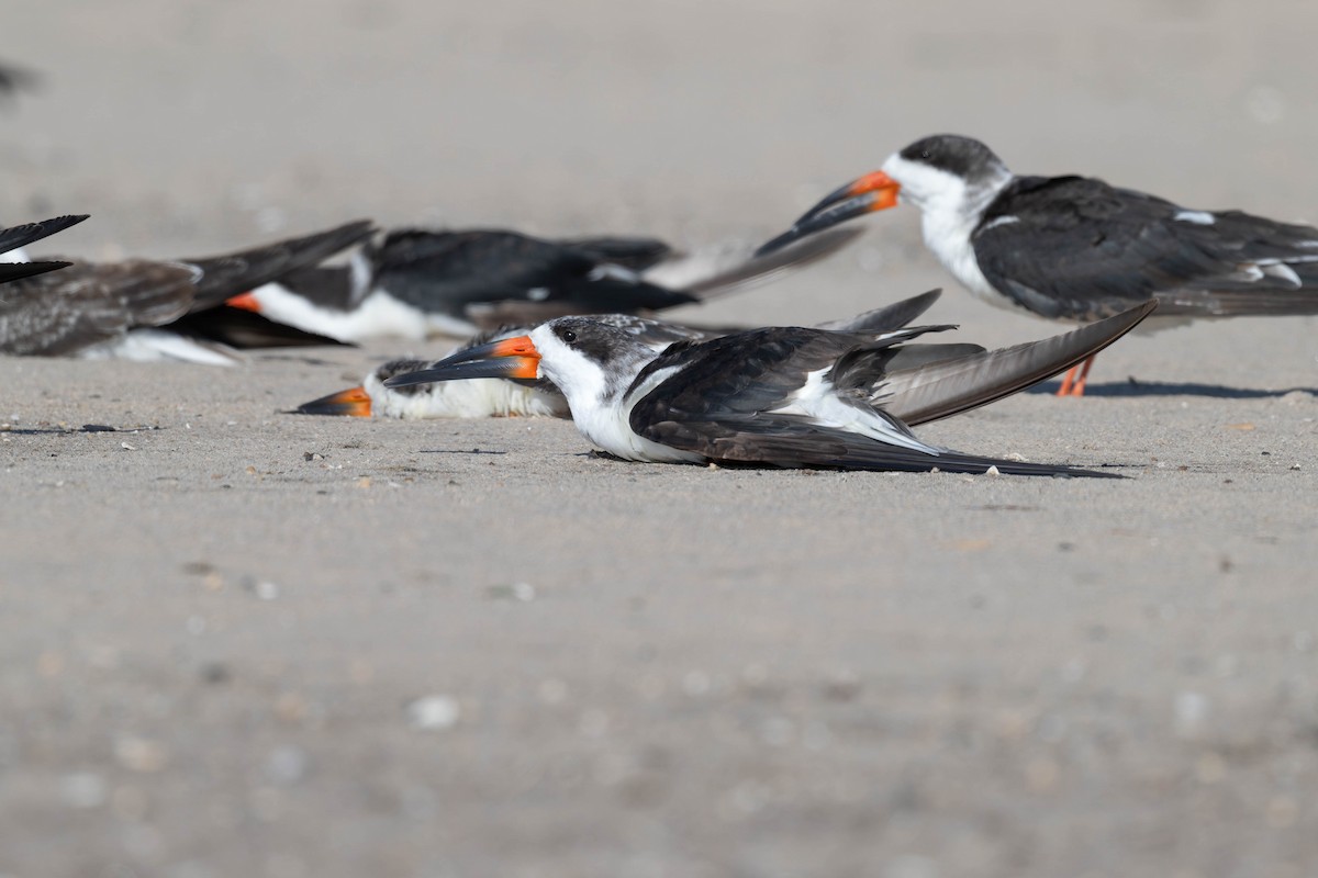 Black Skimmer - ML644918738