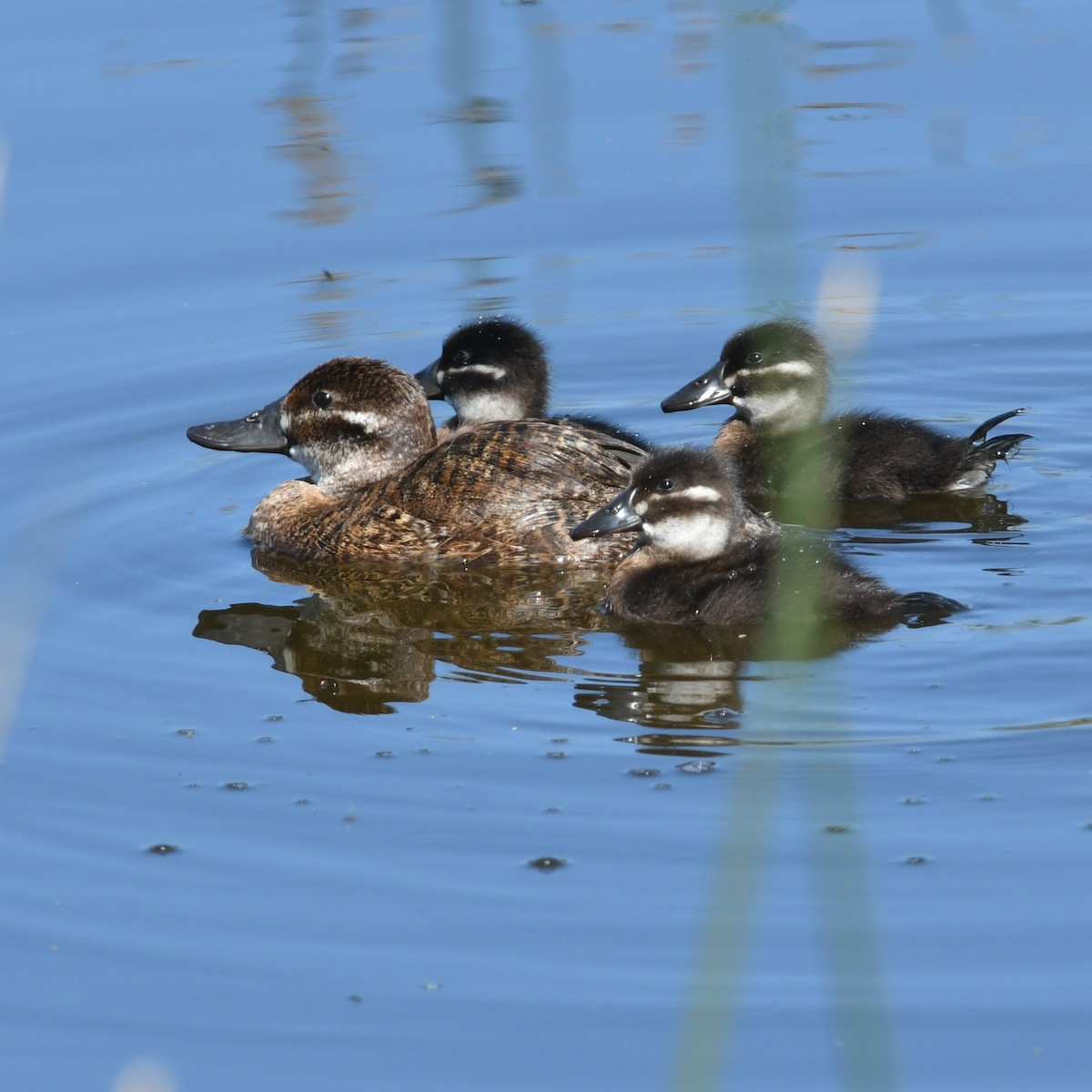 Lake Duck - ML644918739