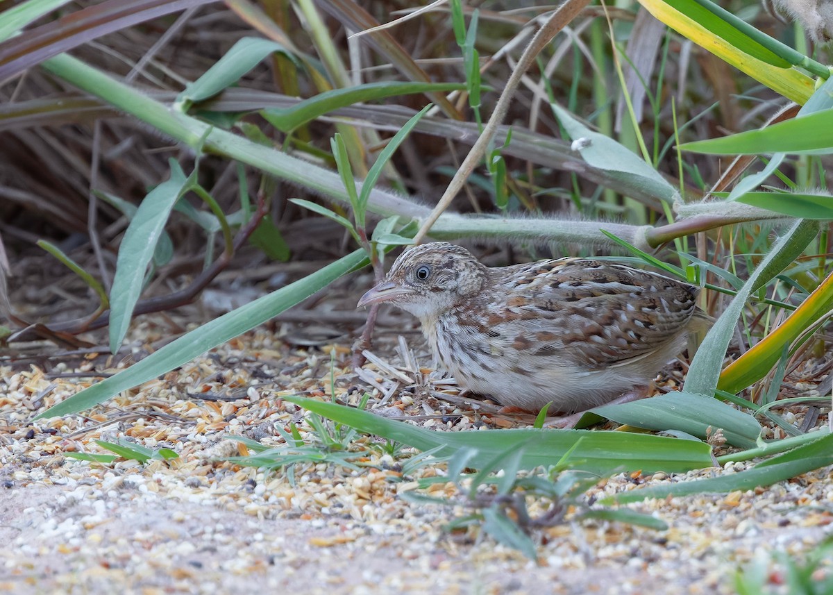 Laufhühnchen - ML644918740