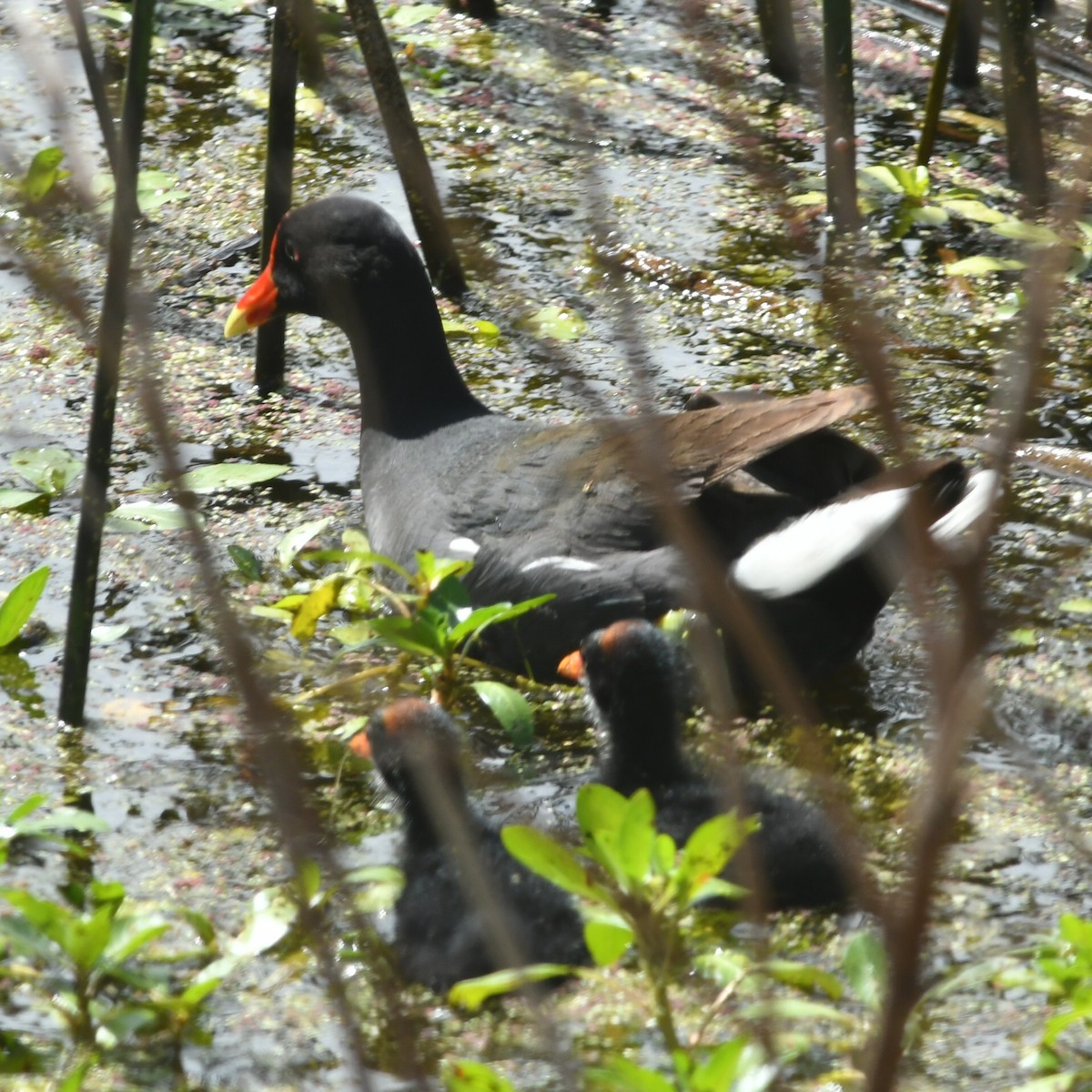 Common Gallinule - ML644918746