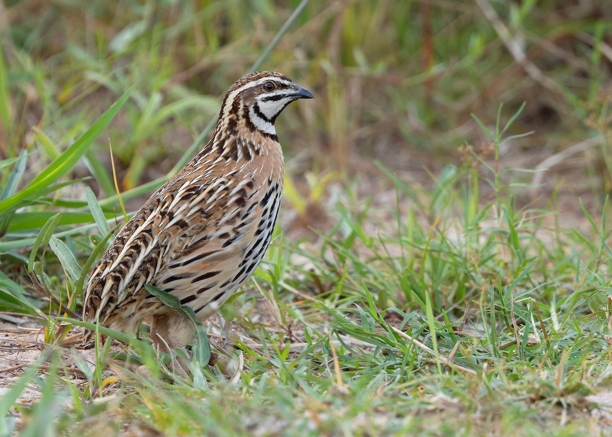 Rain Quail - ML644918748