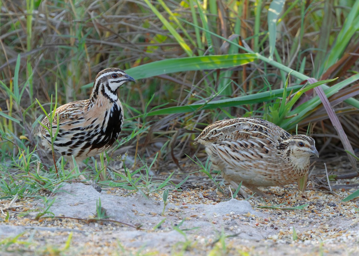 Rain Quail - ML644918749