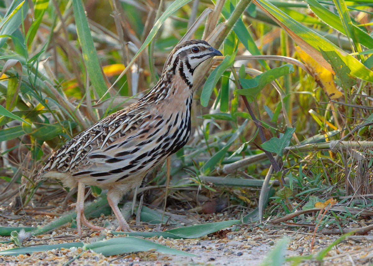 Rain Quail - ML644918750
