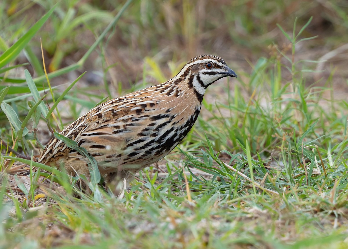 Rain Quail - ML644918751