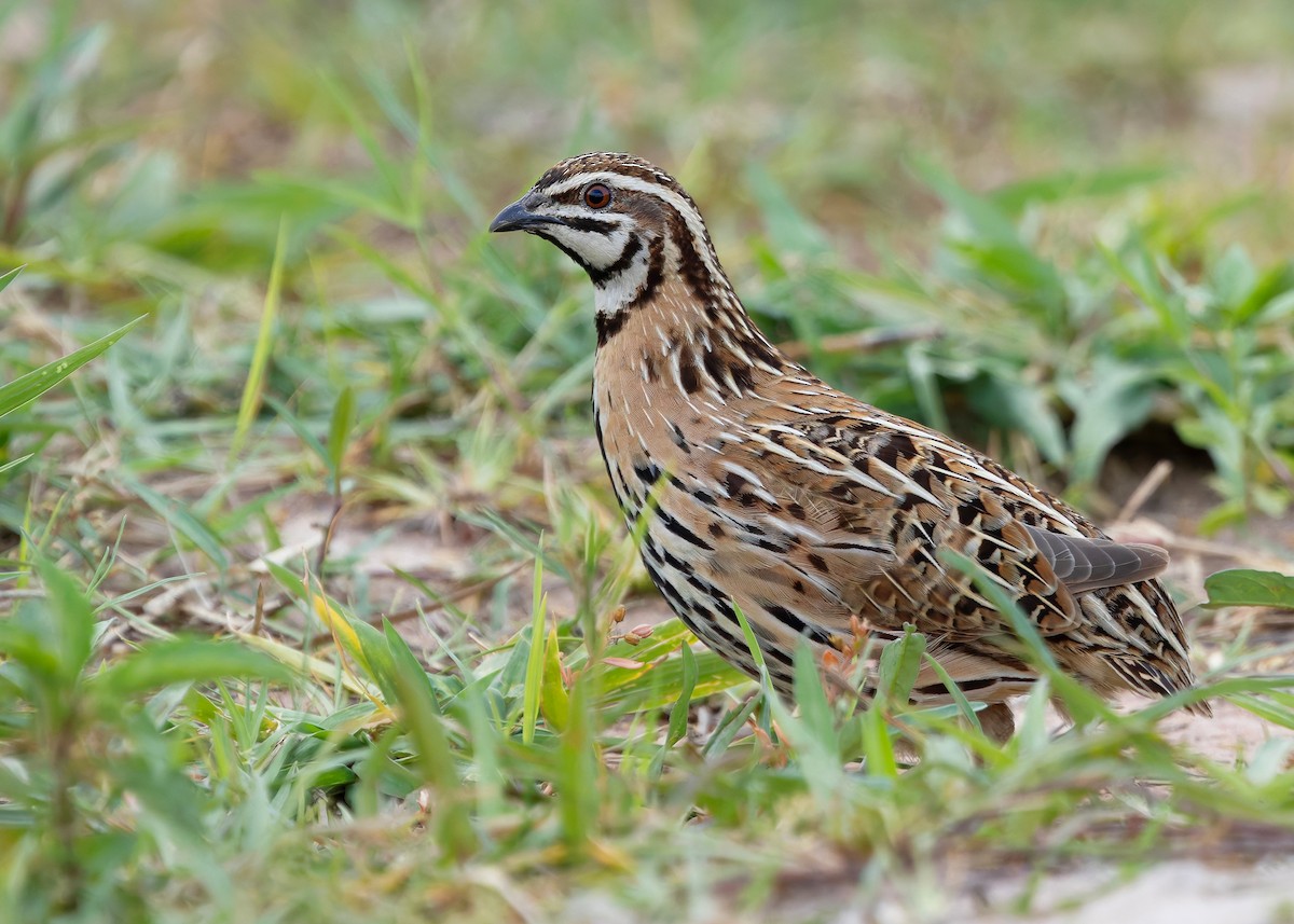 Rain Quail - ML644918752