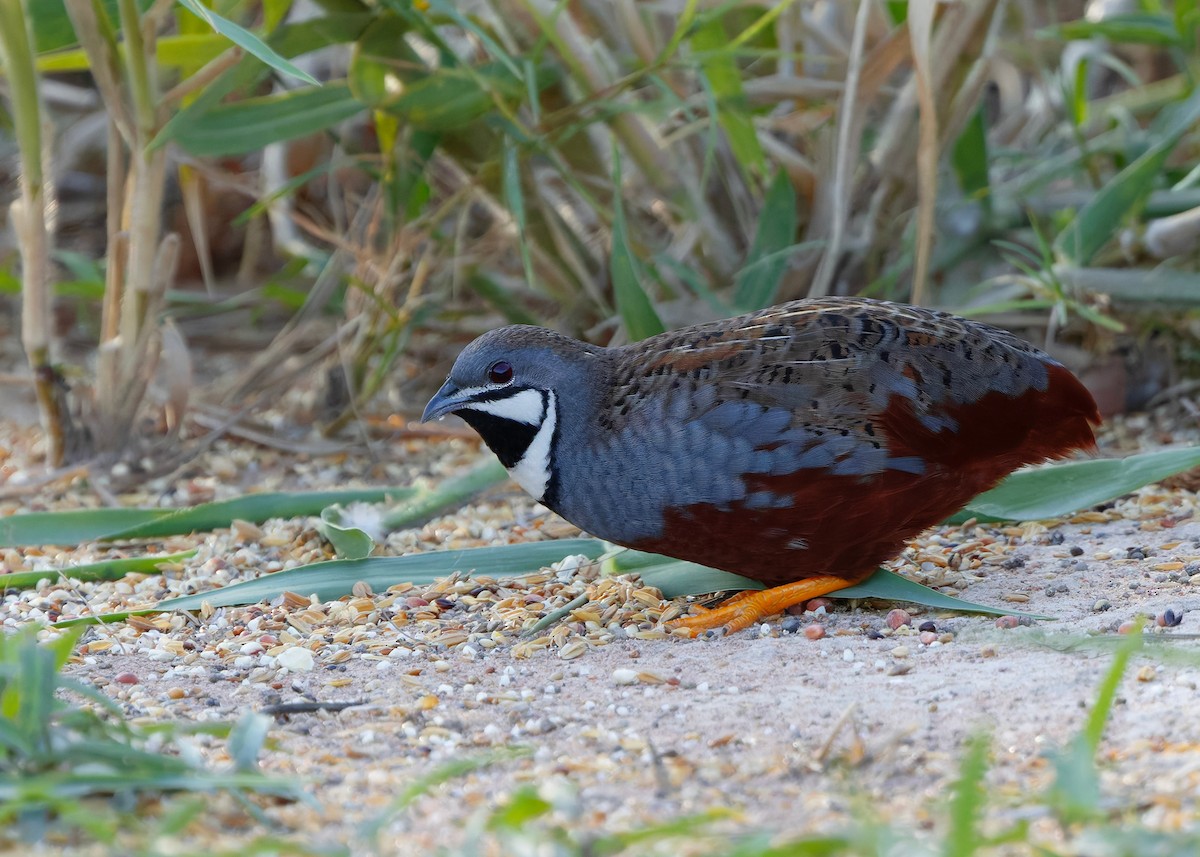 křepelka čínská - ML644918754