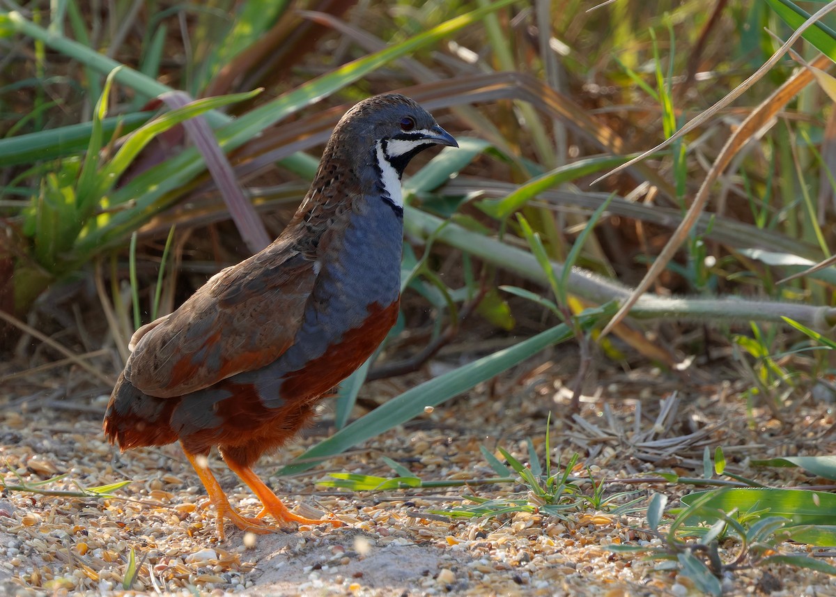 křepelka čínská - ML644918755