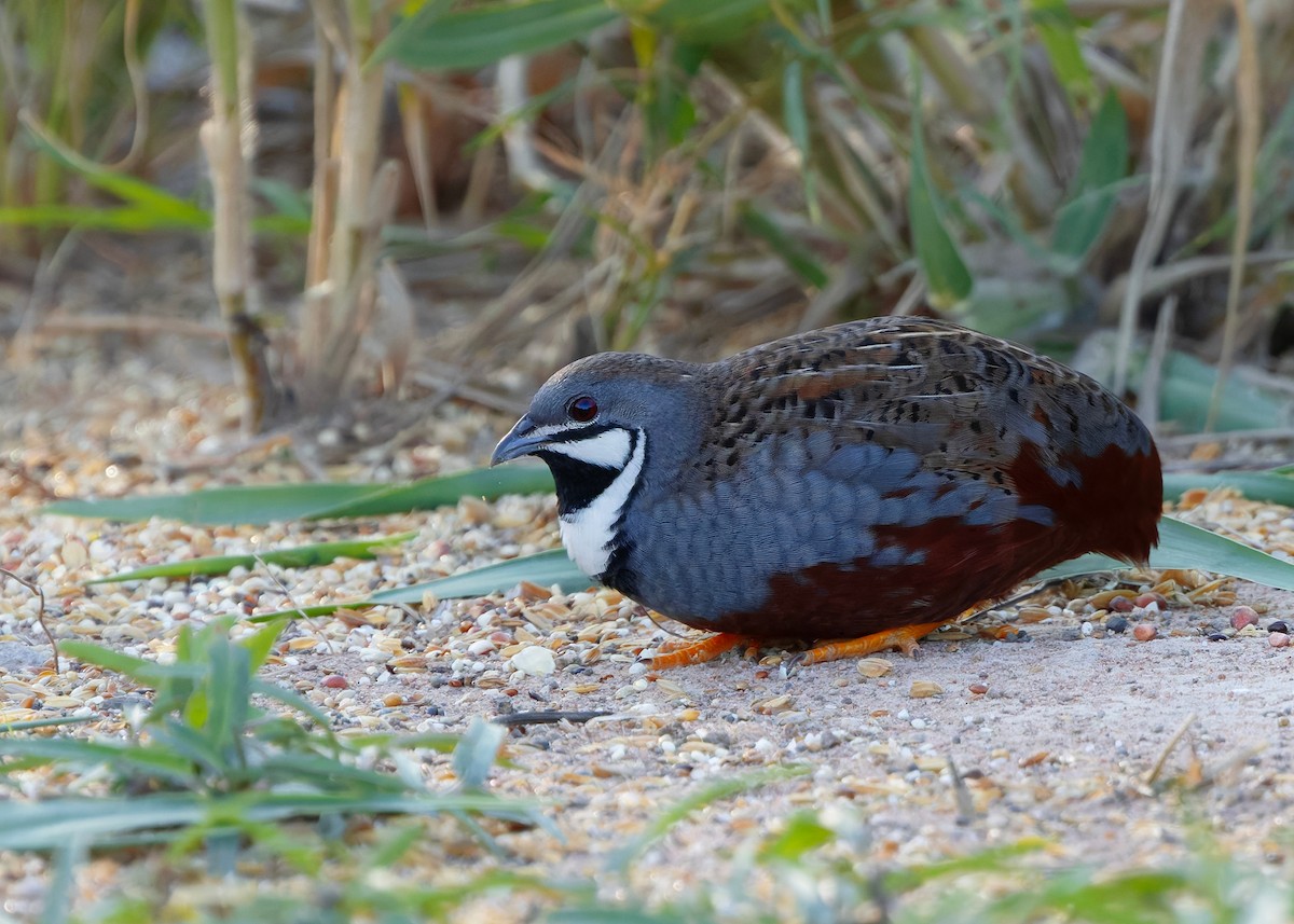 křepelka čínská - ML644918756