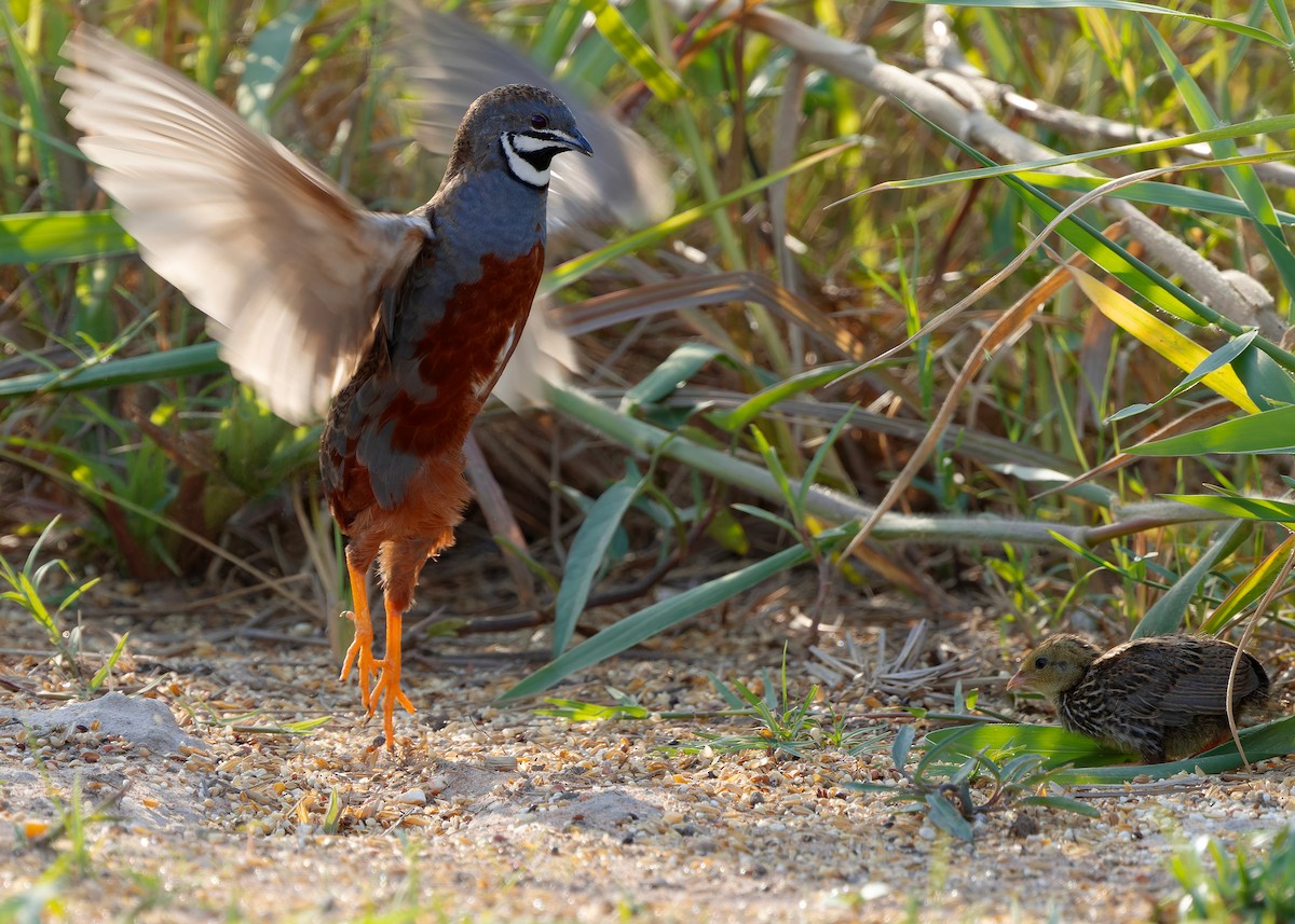 křepelka čínská - ML644918757