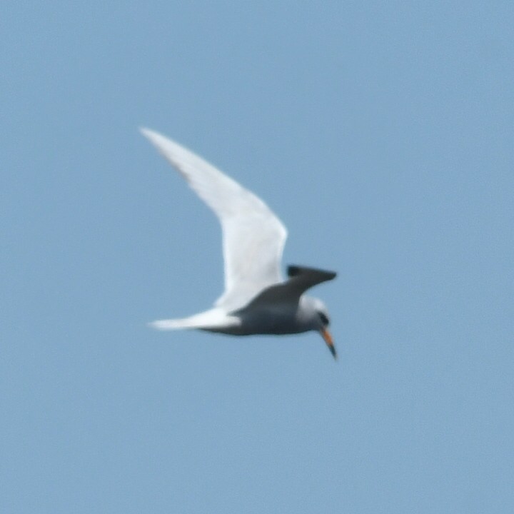 Snowy-crowned Tern - ML644918760