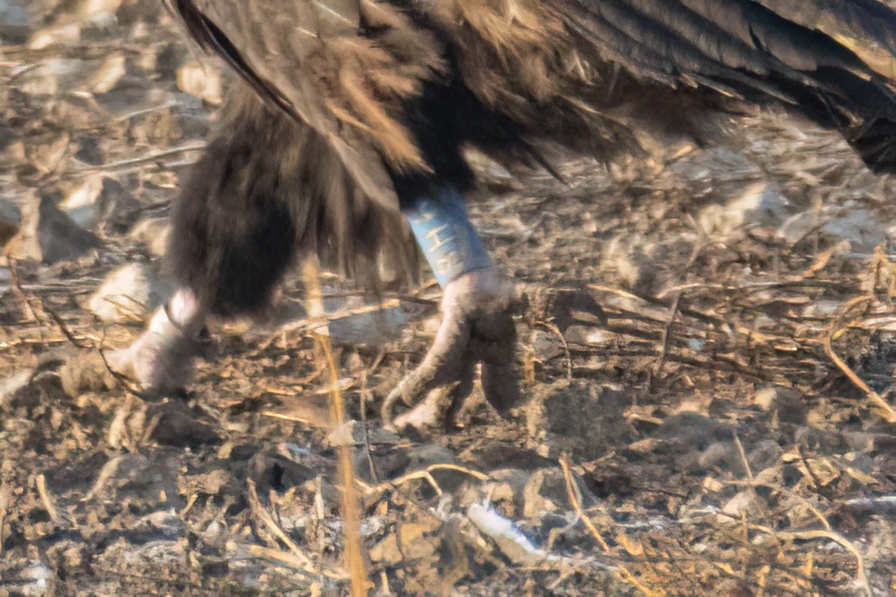 Buitre Negro - ML644918762