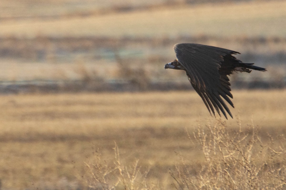 Buitre Negro - ML644918763