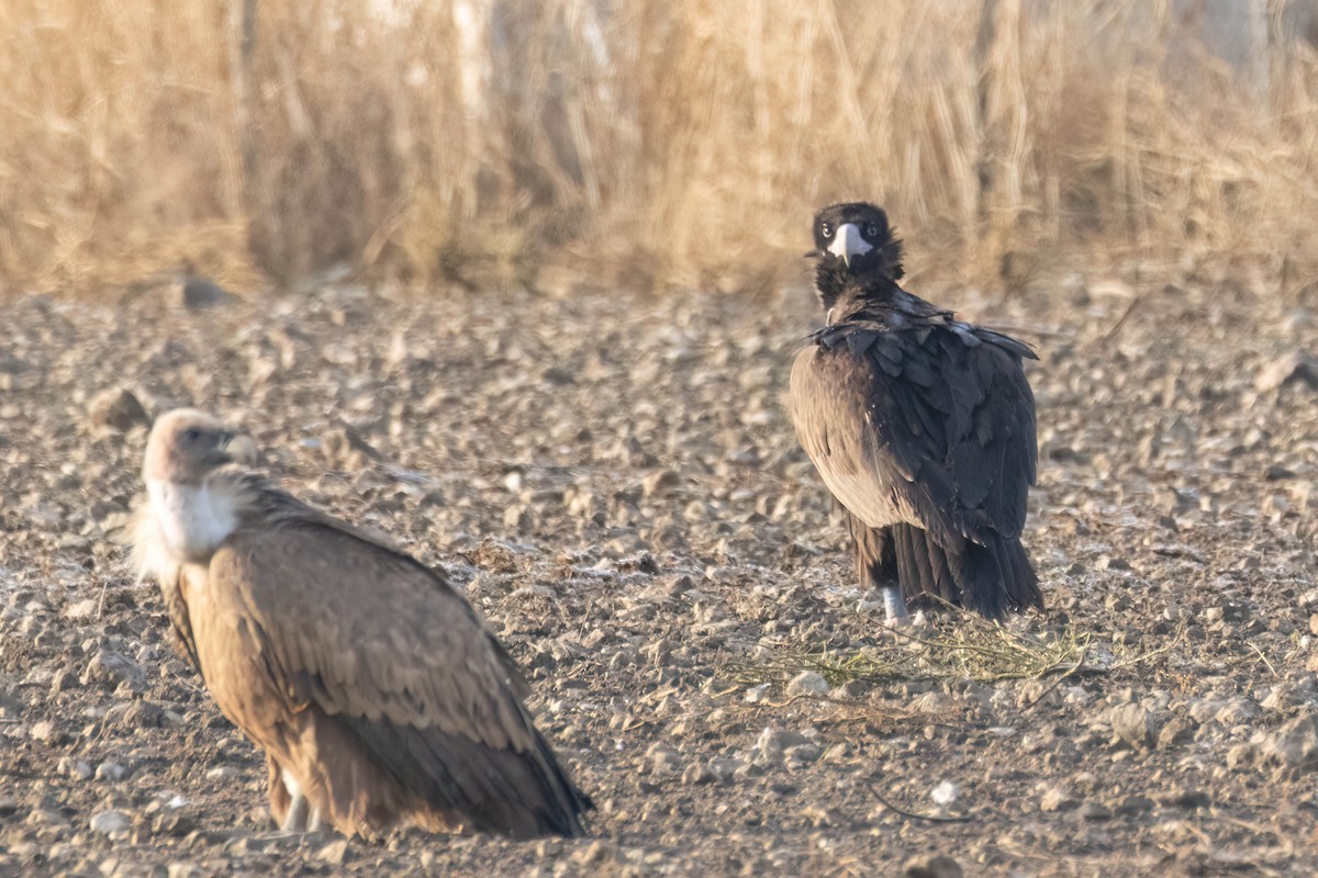 Buitre Negro - ML644918764