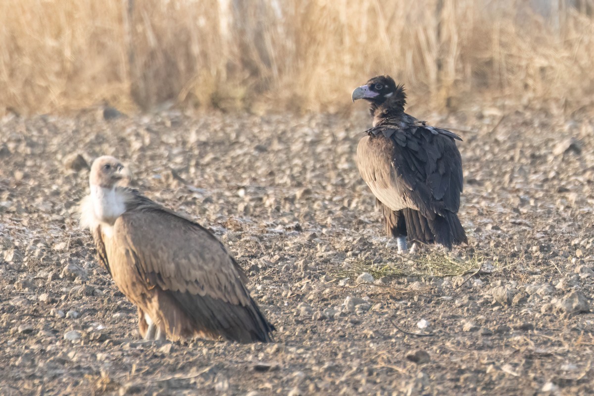 Buitre Negro - ML644918765