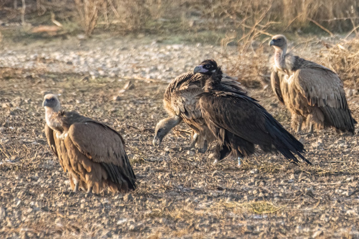 Buitre Negro - ML644918766