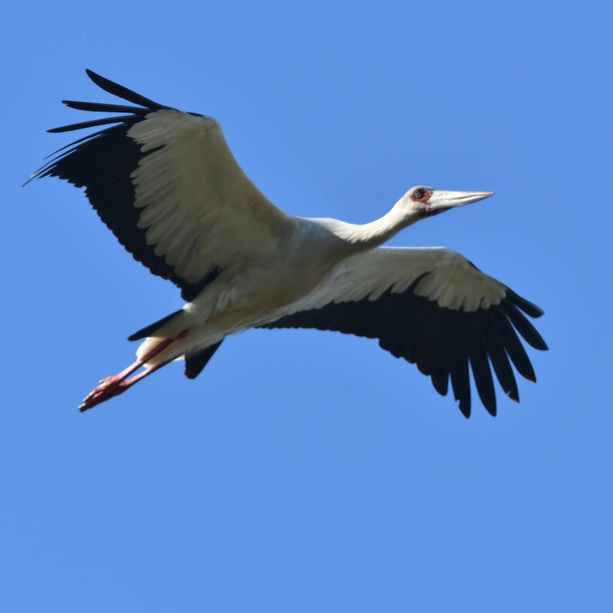 Maguari Stork - ML644918768