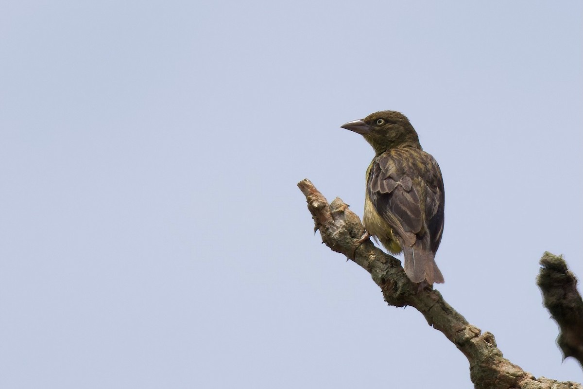 Vieillot's Black Weaver - ML644918772