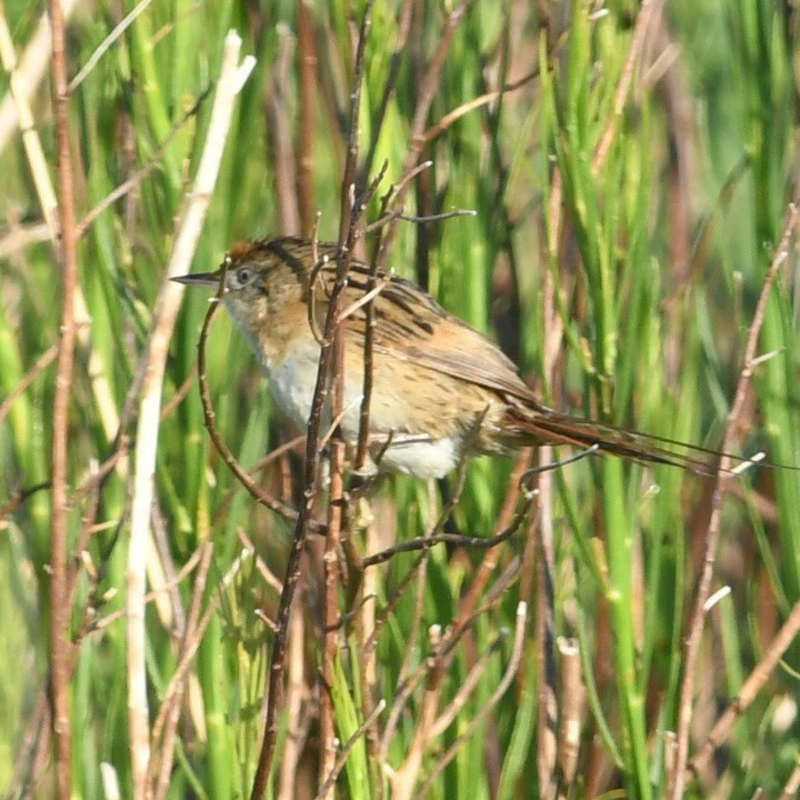 Bay-capped Wren-Spinetail - ML644918788