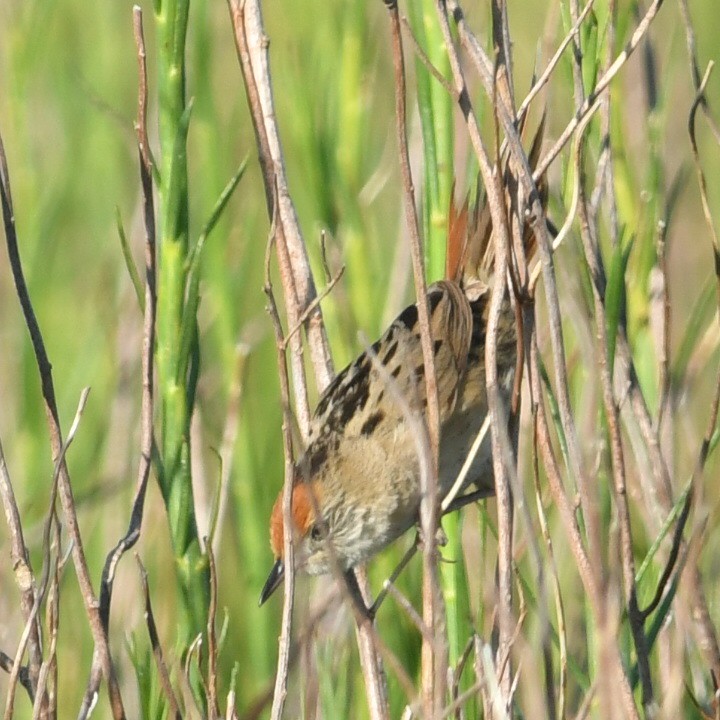 Bay-capped Wren-Spinetail - ML644918797