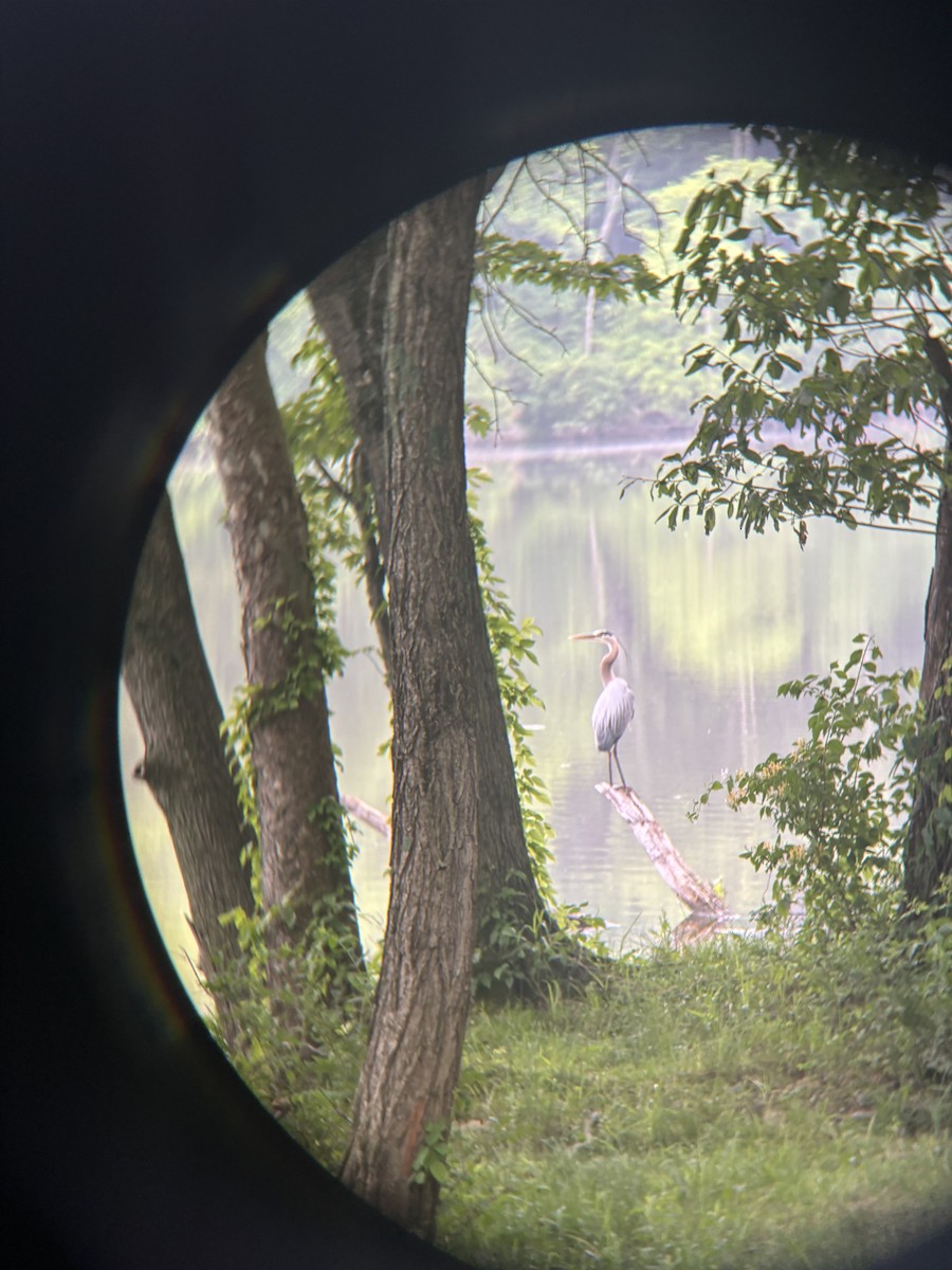 volavka velká - ML644918799