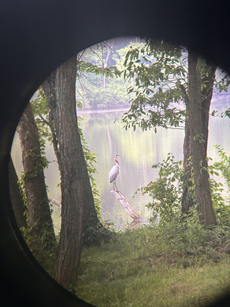 volavka velká - ML644918800