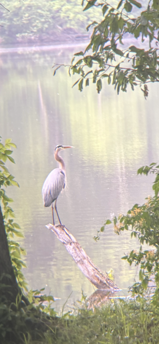 volavka velká - ML644918801