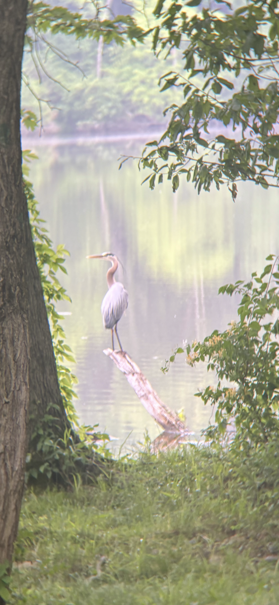 volavka velká - ML644918802