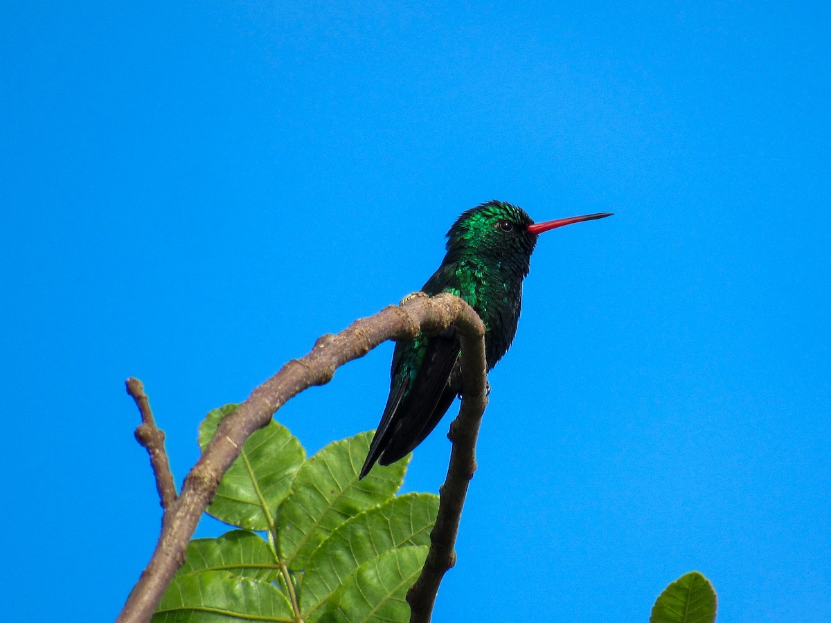 kolibřík lesklobřichý - ML644918803