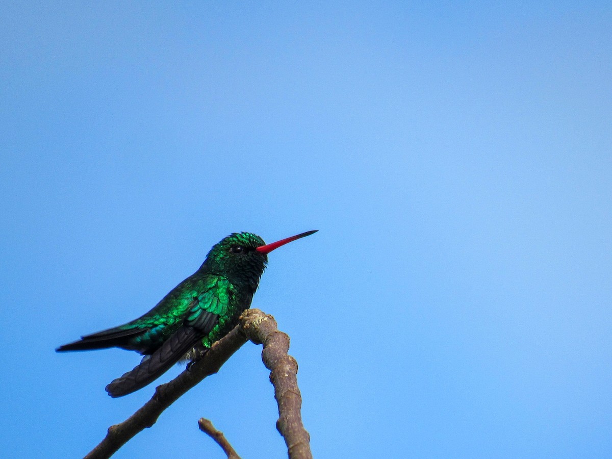 kolibřík lesklobřichý - ML644918804