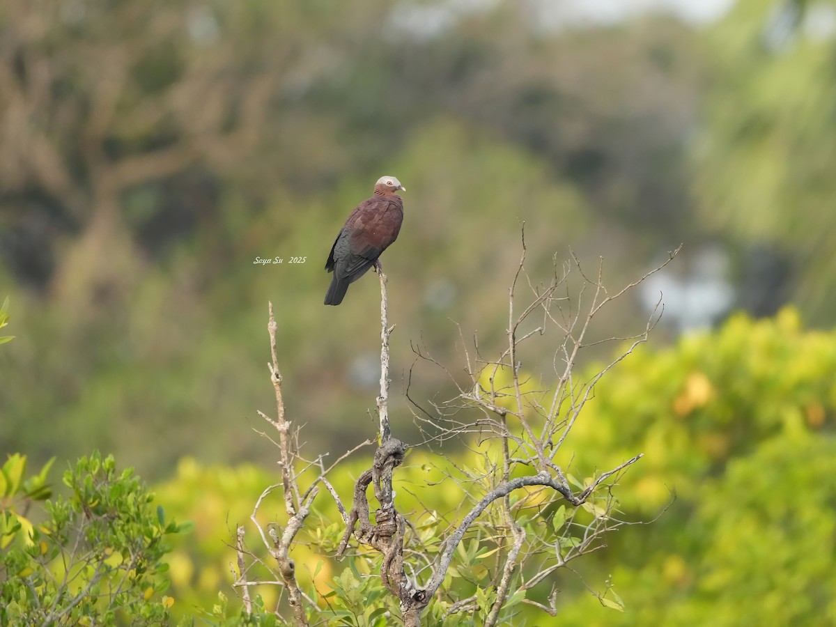 Pale-capped Pigeon - ML644918822
