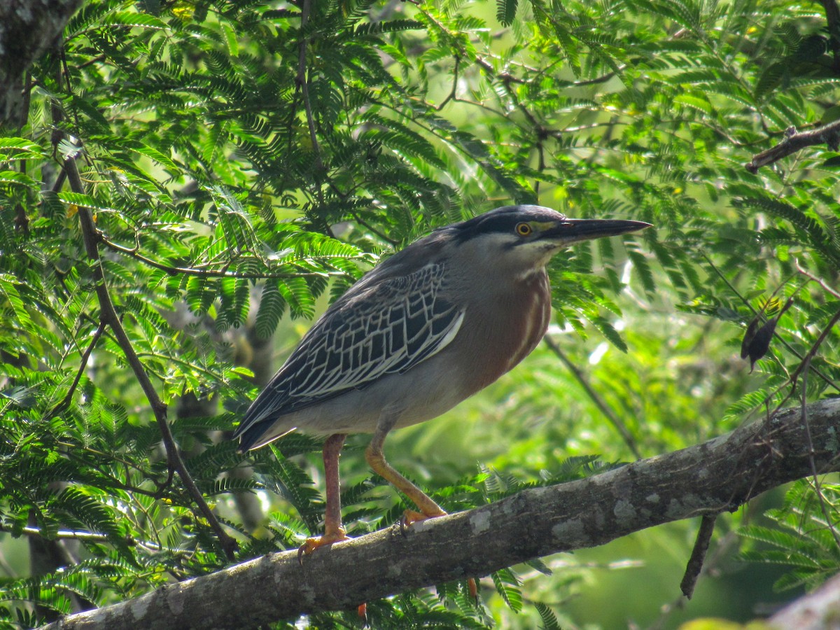 volavka proměnlivá - ML644918823