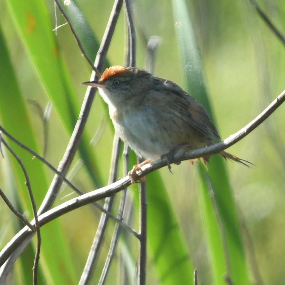 Bay-capped Wren-Spinetail - ML644918826