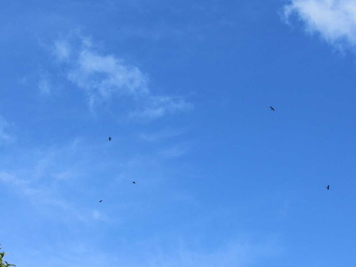 iktinie šedivá - ML644918827