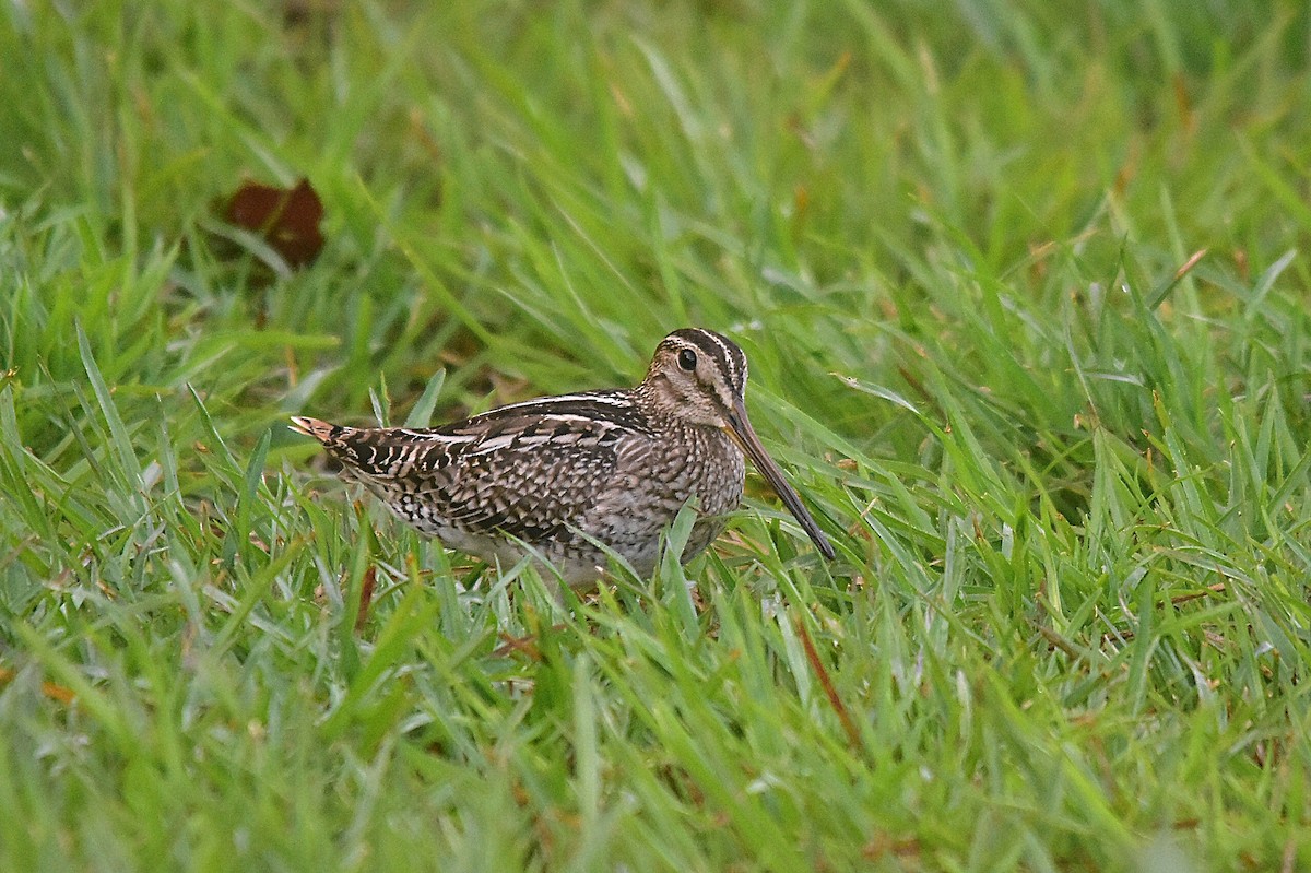 Pantanal Snipe - ML644918834
