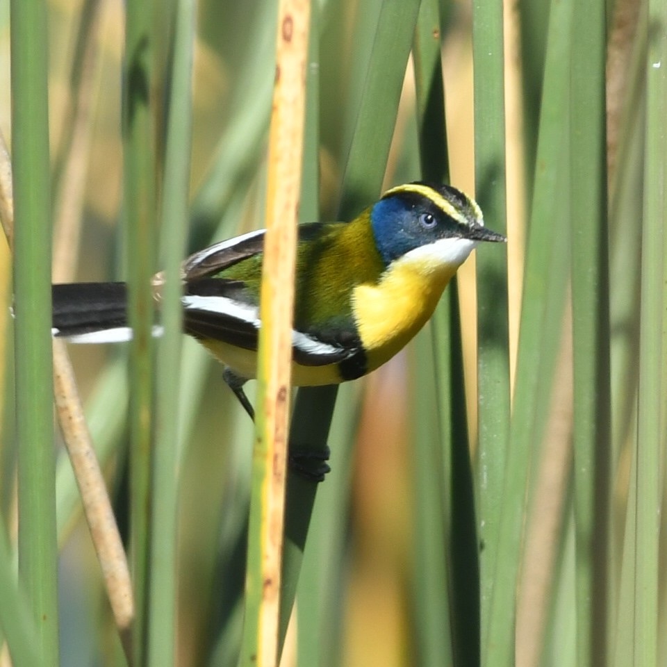 Many-colored Rush Tyrant - ML644918848