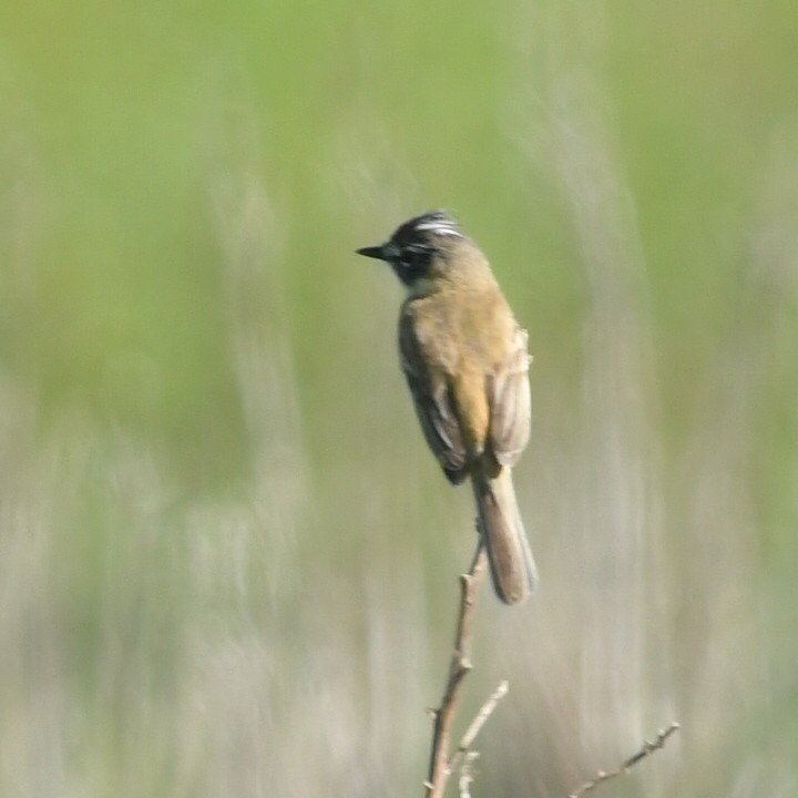 Bearded Tachuri - ML644918852