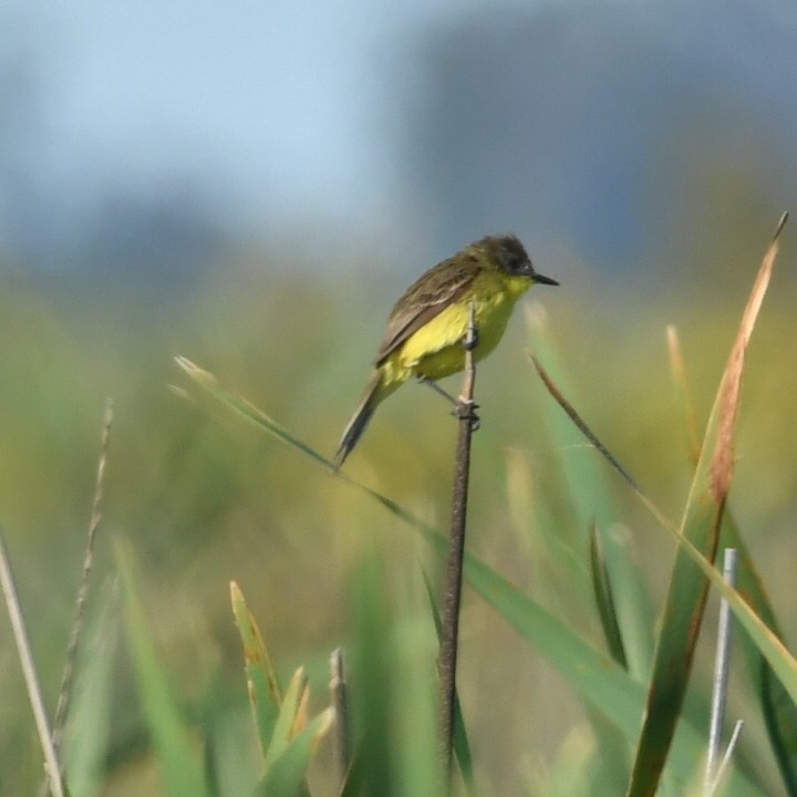 Warbling Doradito - ML644918855