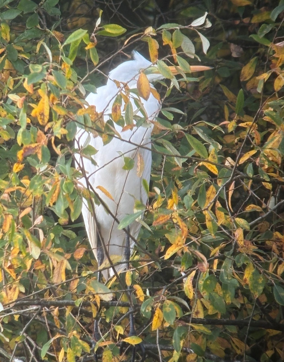 Great Egret - ML644918860