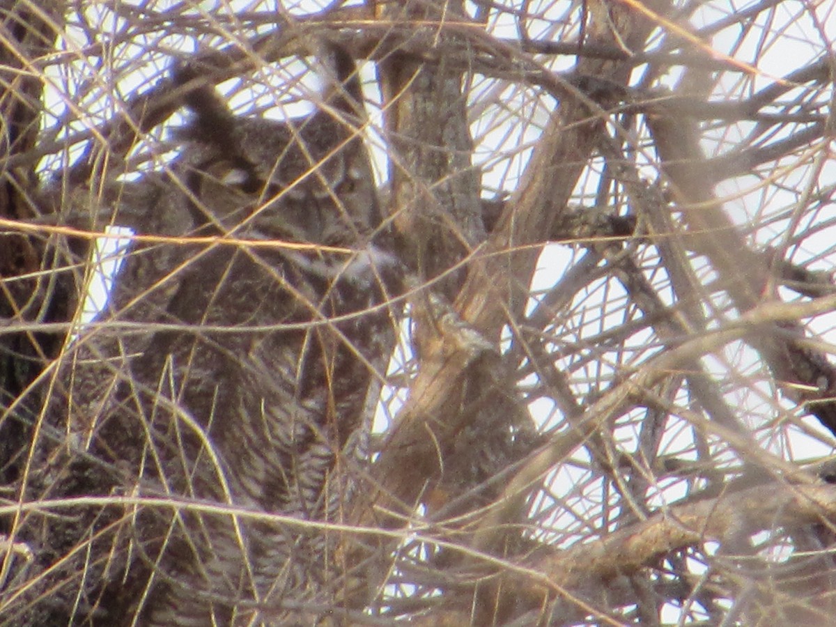 Great Horned Owl - ML644918867